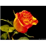 kvet-365.jpg
Poet zobrazen: 3748 (6532.7874 dn) pr.=0.5737
Rozmr: 800 x 600 pixel
Velikost: 46.154 kB