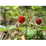 m144_4463.jpg
Poet zobrazen: 3778 (6529.4898 dn) pr.=0.5786
Rozmr: 1600 x 1200 pixel
Velikost: 434.648 kB