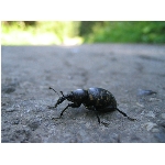 m144_4472.jpg
Poet zobrazen: 3447 (6529.0999 dn) pr.=0.5279
Rozmr: 1600 x 1200 pixel
Velikost: 404.579 kB
