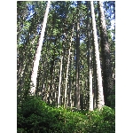 m145_4510.jpg
Poet zobrazen: 3777 (6529.3953 dn) pr.=0.5785
Rozmr: 1200 x 1600 pixel
Velikost: 990.47 kB