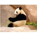 panda.jpg
Poet zobrazen: 3576 (6528.3482 dn) pr.=0.5478
Rozmr: 1024 x 768 pixel
Velikost: 92.758 kB