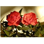if-03176.jpg
Poet zobrazen: 3766 (6533.0630 dn) pr.=0.5765
Rozmr: 350 x 250 pixel
Velikost: 32.595 kB
