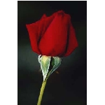 rose6v.jpg
Poet zobrazen: 3666 (6533.0768 dn) pr.=0.5611
Rozmr: 256 x 384 pixel
Velikost: 5.997 kB