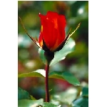 rose7v.jpg
Poet zobrazen: 3480 (6533.0881 dn) pr.=0.5327
Rozmr: 256 x 384 pixel
Velikost: 10.813 kB