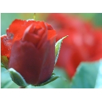 ruze.jpg
Poet zobrazen: 3677 (6533.0807 dn) pr.=0.5628
Rozmr: 900 x 675 pixel
Velikost: 46.621 kB