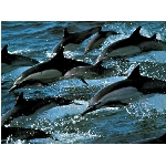 delfini.jpg
Poet zobrazen: 3127 (6523.9953 dn) pr.=0.4793
Rozmr: 1024 x 768 pixel
Velikost: 166.284 kB