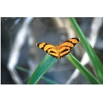 motyl.jpg
Poet zobrazen: 3399 (6526.2698 dn) pr.=0.5208
Rozmr: 1068 x 706 pixel
Velikost: 62.043 kB